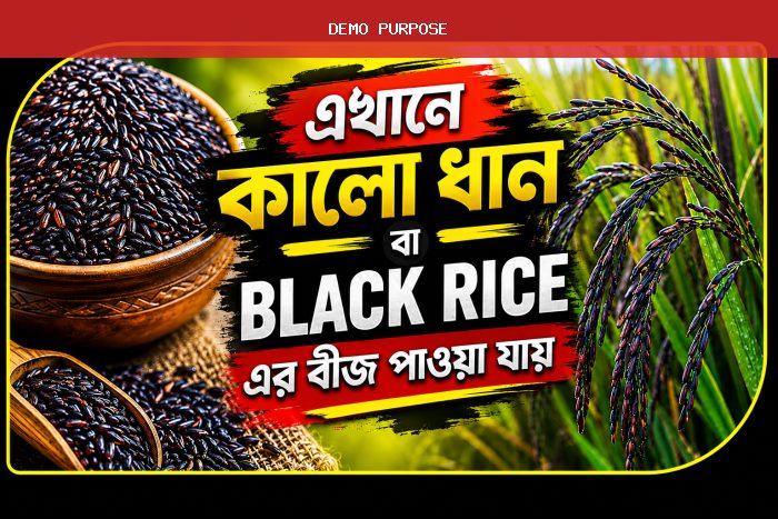 vietnam black Rice Seeds 2kg. vietnam Black Rice Paddy seeds. black Rice bij.  black Rice Seeds price bd 2kg